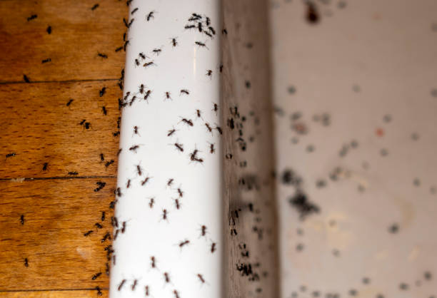 Best Rat Extermination Near Me  in Farmington, IL