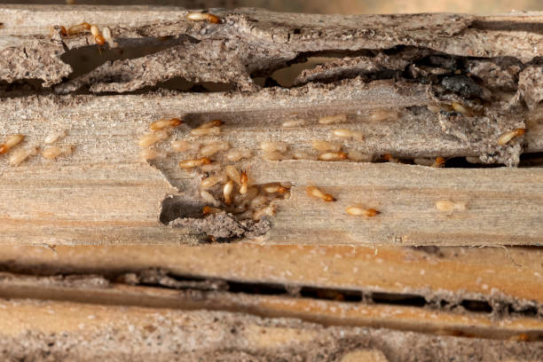 Flea Control Services in Farmington, IL